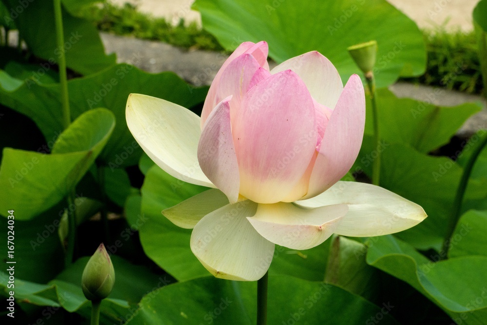 Fototapeta premium Lotosblume