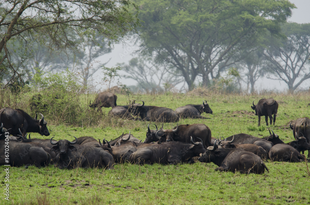 African buffalo 4 - Ngorongoro Conservation Area - Tanzania African buffalo 4 - Ngorongoro Conservation Area - Tanzania