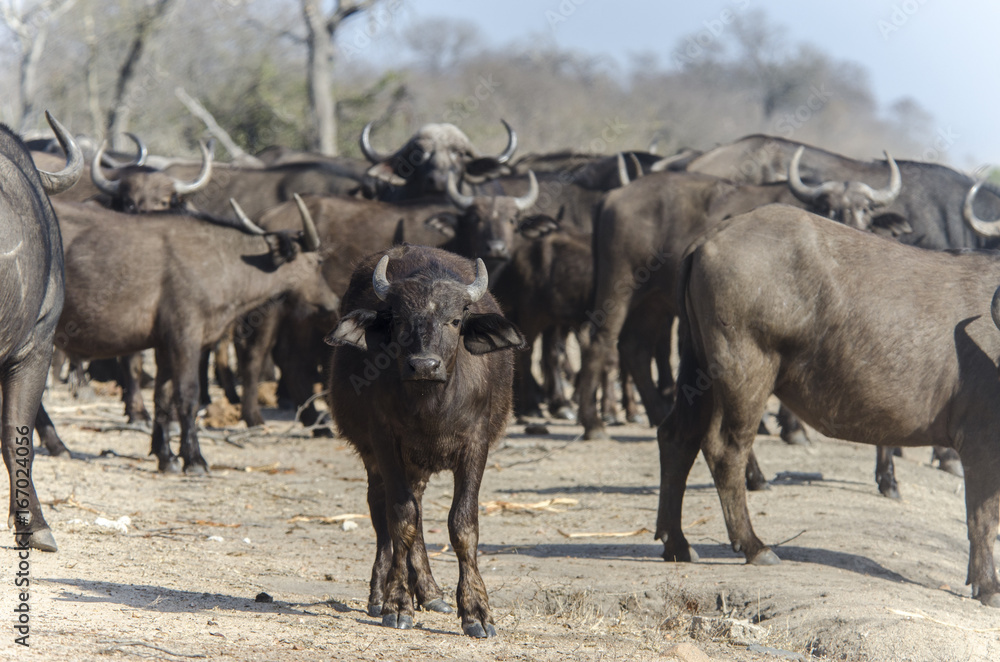 African buffalo 5 - Kruger National Park - South Africa African buffalo 5 - Kruger National Park - South Africa