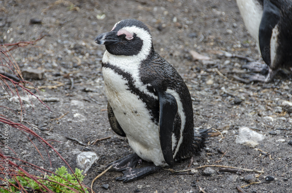 Fototapeta premium African Penguin 2 - Betty's Bay - South Africa
