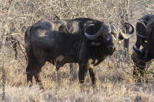 Fototapeta Naklejka Na Ścianę i Meble -  African buffalo 2 - Kruger National Park - South Africa