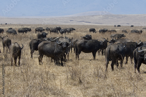 African buffalo 3 - Ngorongoro Conservation Area - Tanzania © J. J. Sesé