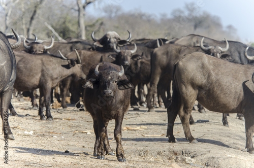 African buffalo 5 - Kruger National Park - South Africa