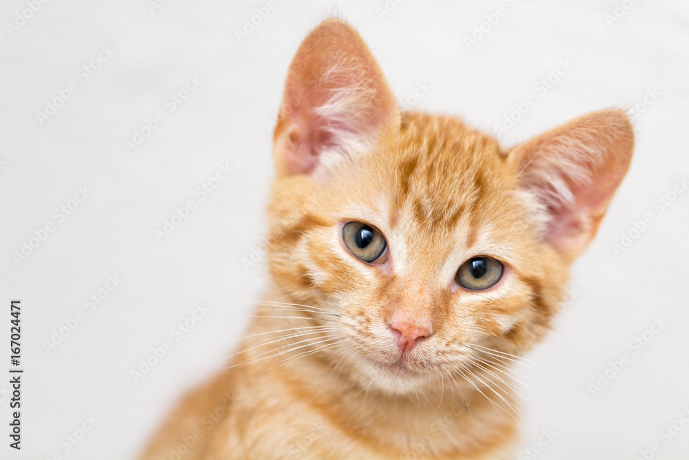 portrait of a sweet red kitten