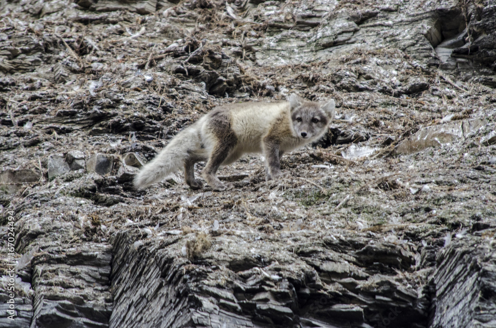 Arctic Fox - Svalbard Islands - Norway Arctic Fox - Svalbard Islands - Norway