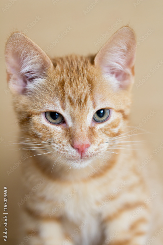 cute little red kitten