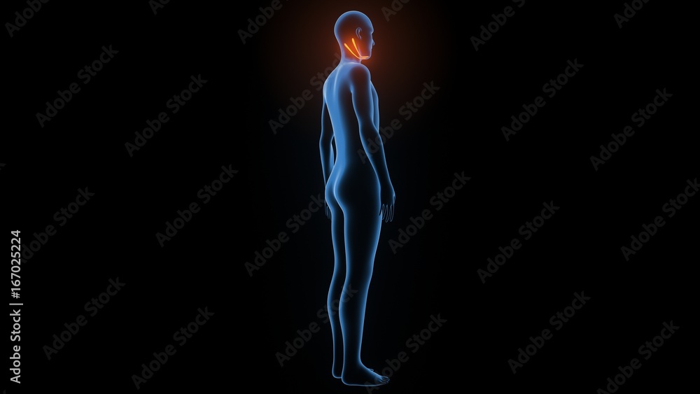 3d illustration of human body muscle anatomy(Medical muscle ) 3d illustration of human body muscle anatomy(Medical muscle )