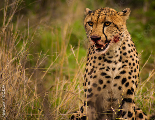 Cheetah after the hunt