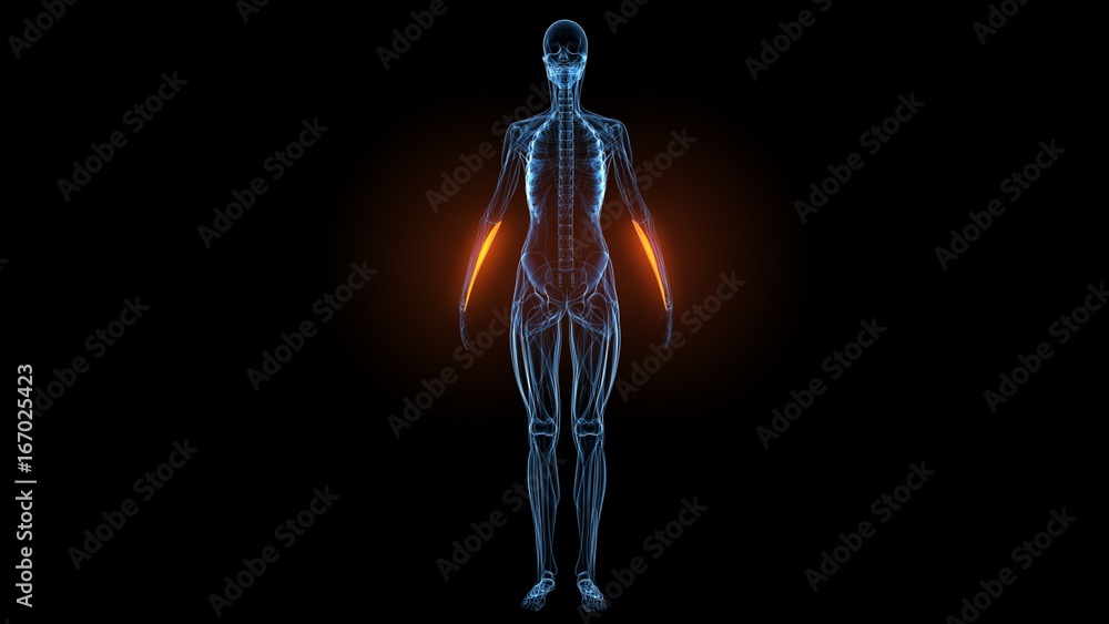3d illustration of human body muscle anatomy(Medical muscle ) 3d illustration of human body muscle anatomy(Medical muscle )