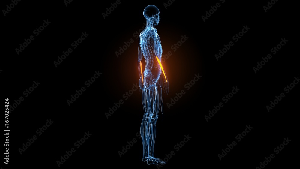 3d illustration of human body muscle anatomy(Medical muscle ) 3d illustration of human body muscle anatomy(Medical muscle )