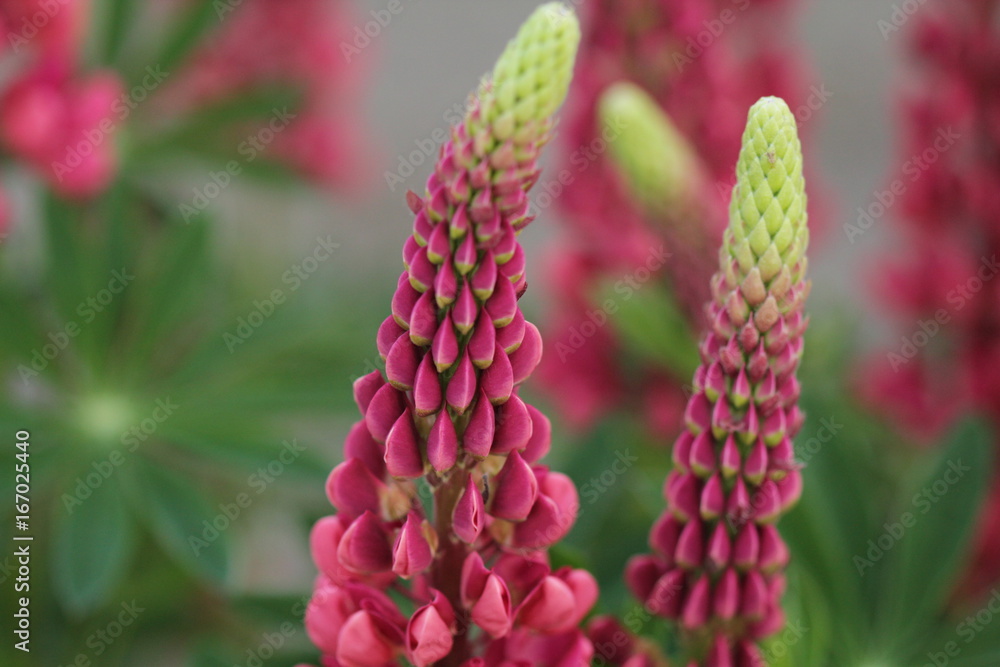 Lupine sketches Lupine sketches