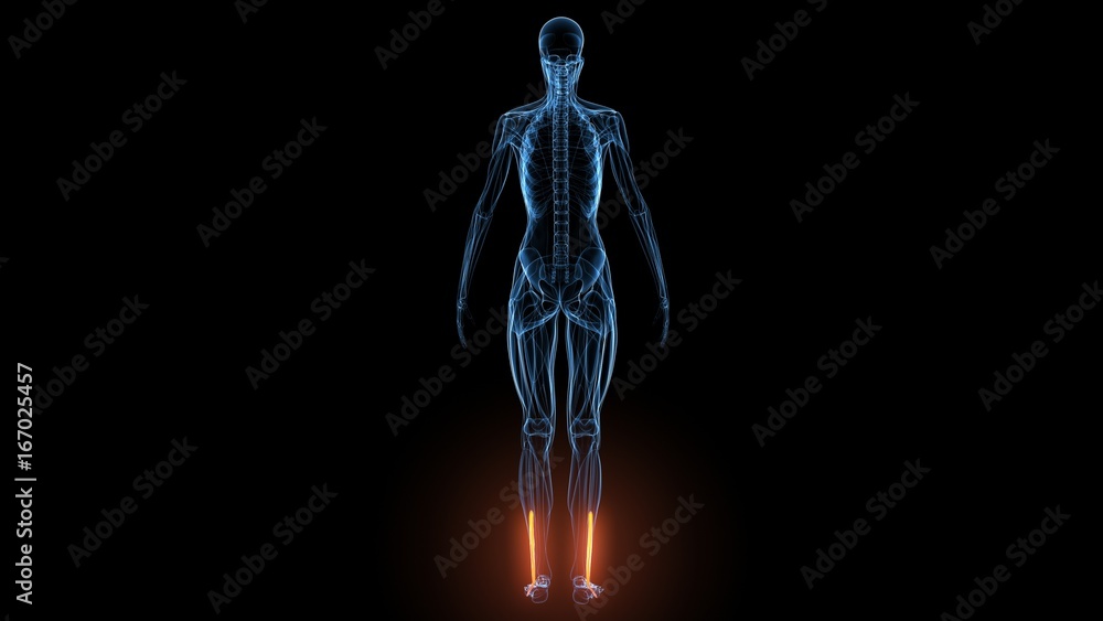 3d illustration of human body muscle anatomy(Medical muscle ) 3d illustration of human body muscle anatomy(Medical muscle )