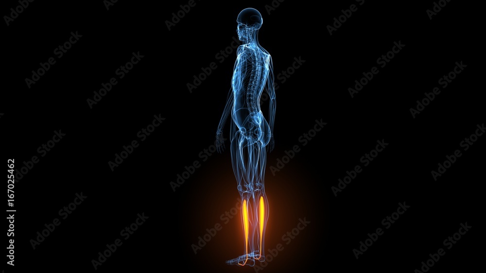 3d illustration of human body muscle anatomy(Medical muscle ) 3d illustration of human body muscle anatomy(Medical muscle )