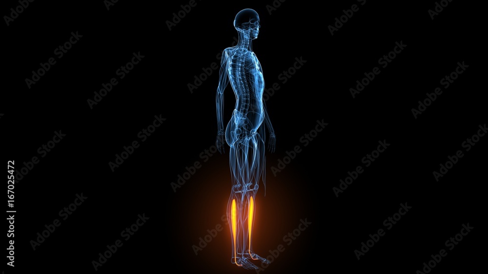 3d illustration of human body muscle anatomy(Medical muscle ) 3d illustration of human body muscle anatomy(Medical muscle )