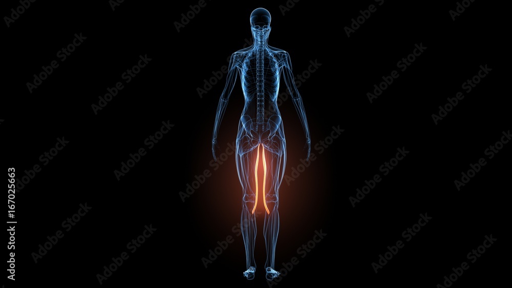 3d illustration of human body muscle anatomy(Medical muscle ) 3d illustration of human body muscle anatomy(Medical muscle )