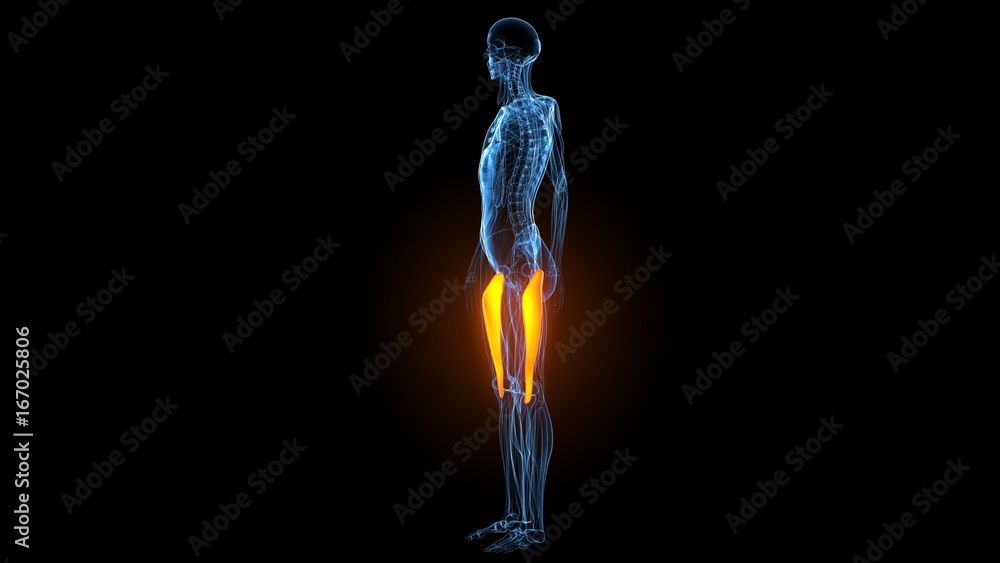 3d illustration of human body muscle anatomy(Medical muscle ) 3d illustration of human body muscle anatomy(Medical muscle )