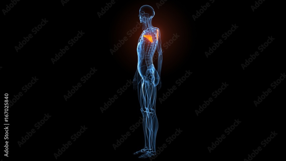 3d illustration of human body muscle anatomy(Medical muscle ) 3d illustration of human body muscle anatomy(Medical muscle )