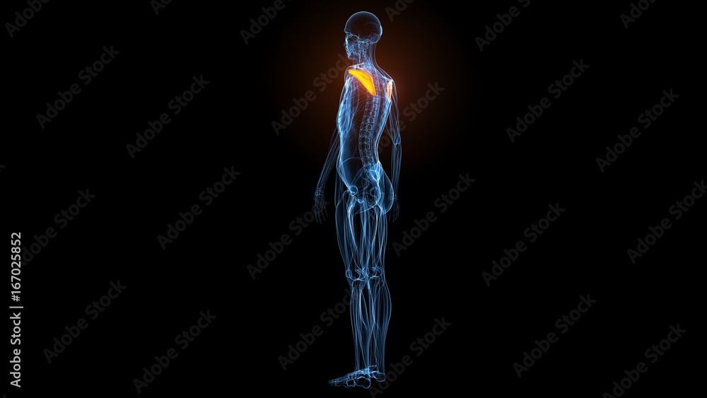 3d illustration of human body muscle anatomy(Medical muscle ) 3d illustration of human body muscle anatomy(Medical muscle )