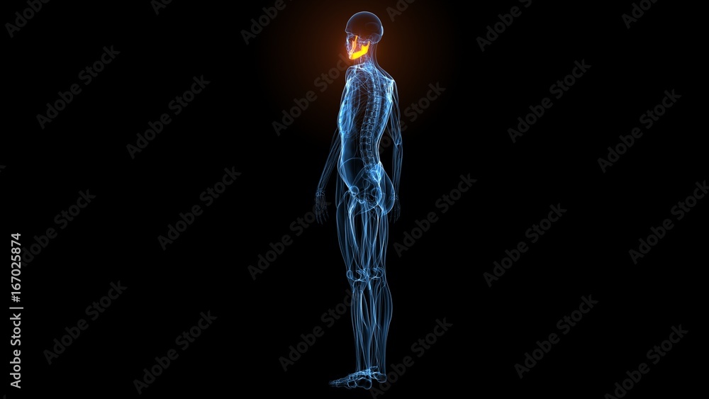 3d illustration of human body muscle anatomy(Medical muscle ) 3d illustration of human body muscle anatomy(Medical muscle )