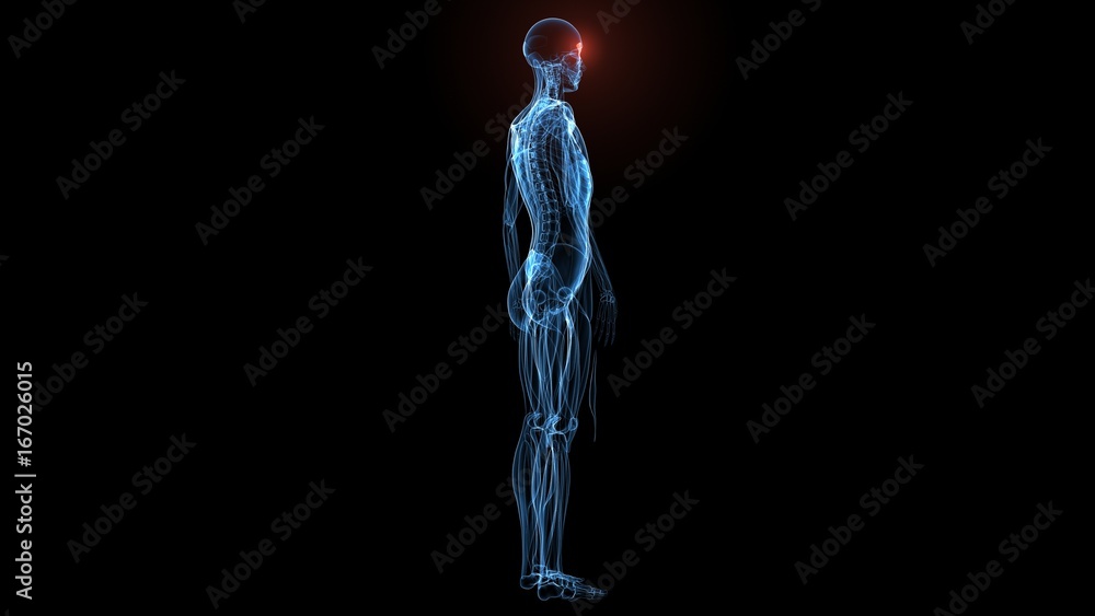 3d illustration of human body muscle anatomy(Medical muscle ) 3d illustration of human body muscle anatomy(Medical muscle )