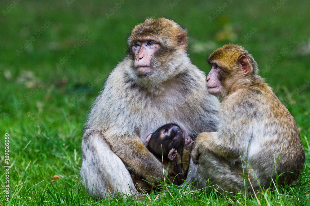 Naklejka premium Family of Barbary macaques