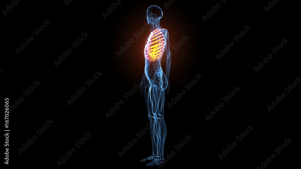 3d illustration of human body muscle anatomy(Medical muscle ) 3d illustration of human body muscle anatomy(Medical muscle )