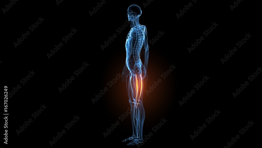 3d illustration of human body muscle anatomy(Medical muscle ) 3d illustration of human body muscle anatomy(Medical muscle )