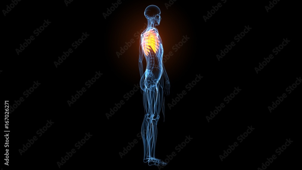 3d illustration of human body muscle anatomy(Medical muscle ) 3d illustration of human body muscle anatomy(Medical muscle )