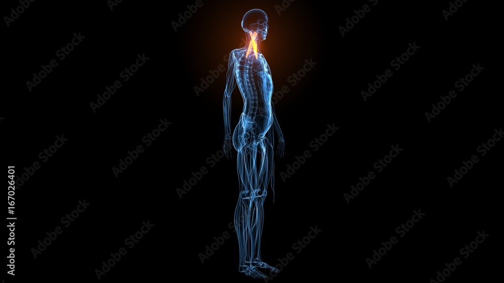 3d illustration of human body muscle anatomy(Medical muscle ) 3d illustration of human body muscle anatomy(Medical muscle )