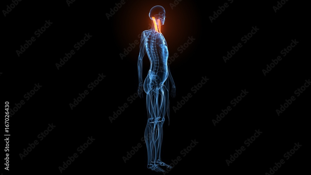 3d illustration of human body muscle anatomy(Medical muscle ) 3d illustration of human body muscle anatomy(Medical muscle )