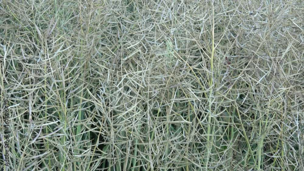 Rape field almost ready to harvesting at summer. Maturing field with rape
Rape field almost ready to harvesting at summer. Maturing field with rape