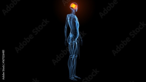 3d illustration of human body muscle anatomy(Medical muscle )