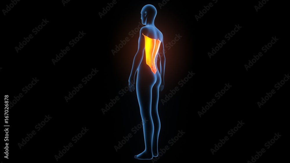 3d illustration of human body muscle anatomy(Medical muscle ) 3d illustration of human body muscle anatomy(Medical muscle )