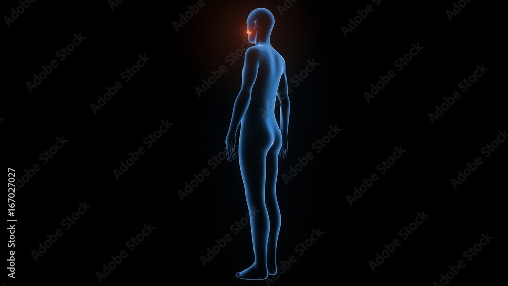 3d illustration of human body muscle anatomy(Medical muscle ) 3d illustration of human body muscle anatomy(Medical muscle )