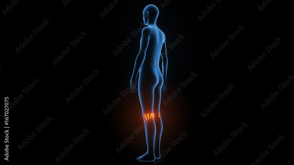 3d illustration of human body muscle anatomy(Medical muscle ) 3d illustration of human body muscle anatomy(Medical muscle )