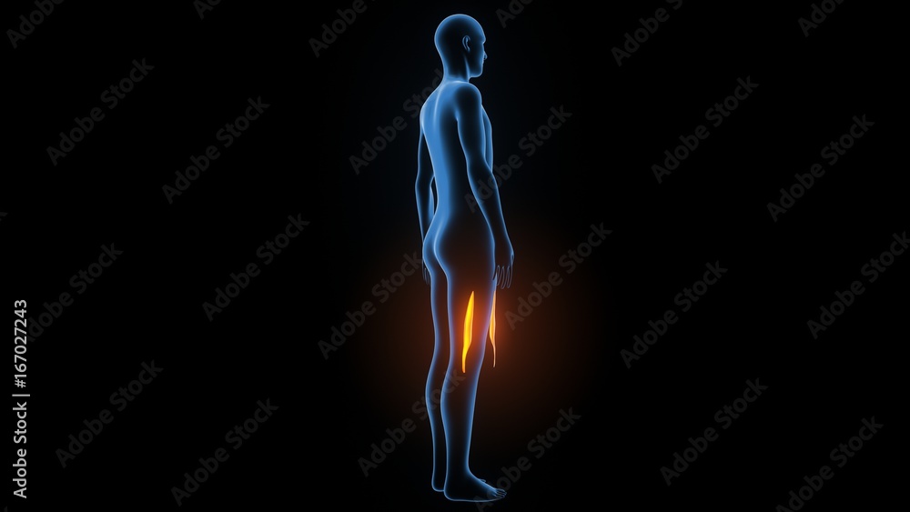 3d illustration of human body muscle anatomy(Medical muscle ) 3d illustration of human body muscle anatomy(Medical muscle )