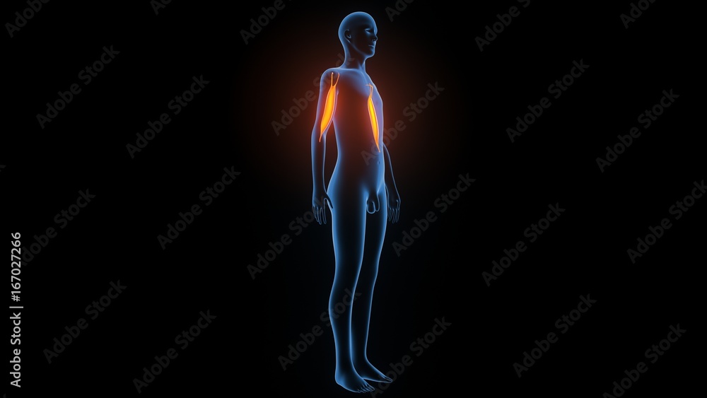 3d illustration of human body muscle anatomy(Medical muscle ) 3d illustration of human body muscle anatomy(Medical muscle )