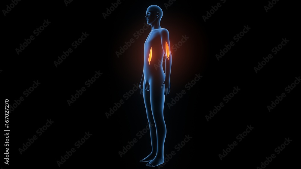 3d illustration of human body muscle anatomy(Medical muscle ) 3d illustration of human body muscle anatomy(Medical muscle )
