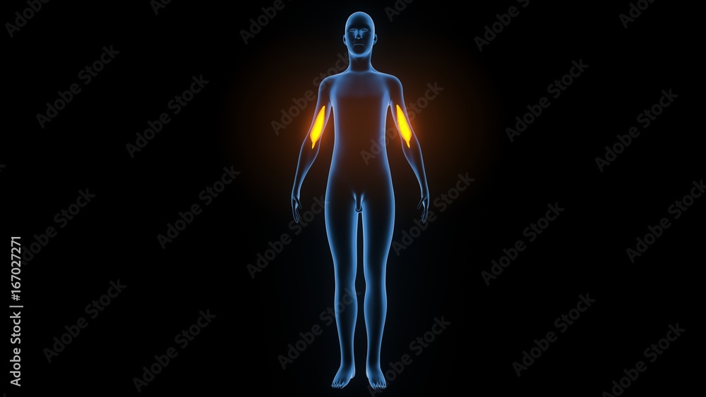 3d illustration of human body muscle anatomy(Medical muscle ) 3d illustration of human body muscle anatomy(Medical muscle )