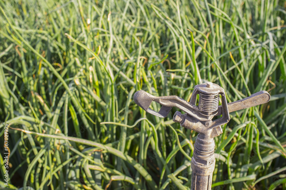 Sprinkler at onions field Sprinkler at onions field