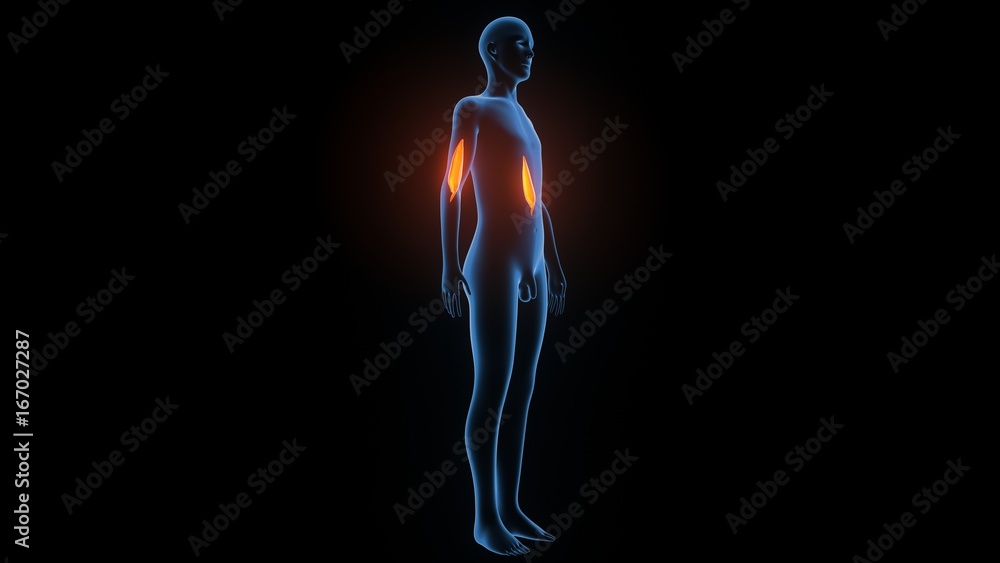 3d illustration of human body muscle anatomy(Medical muscle ) 3d illustration of human body muscle anatomy(Medical muscle )