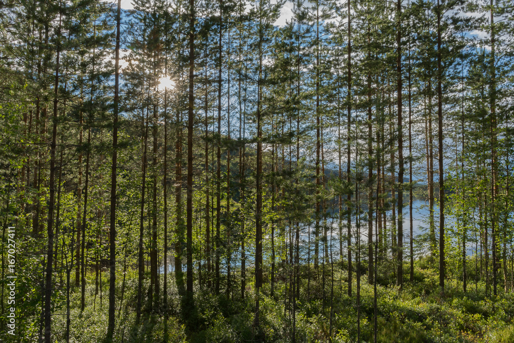 Fototapeta premium Schweden