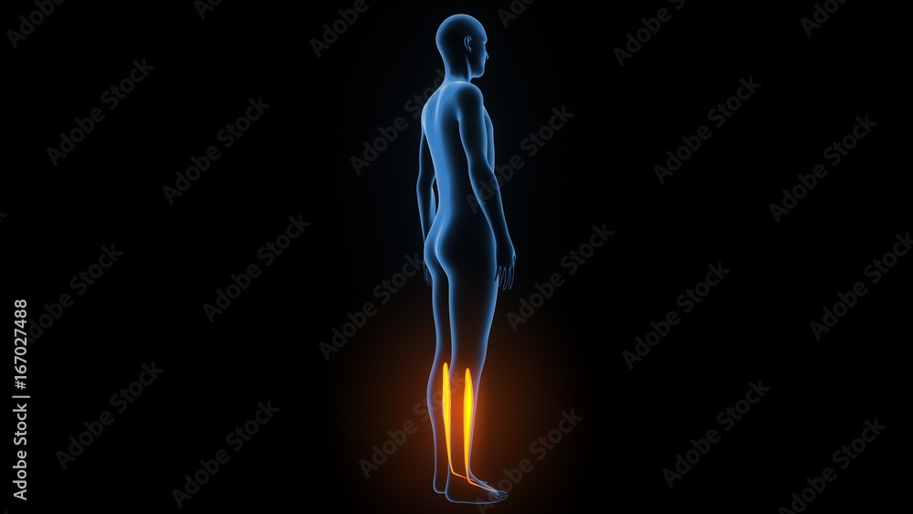 3d illustration of human body muscle anatomy(Medical muscle ) 3d illustration of human body muscle anatomy(Medical muscle )