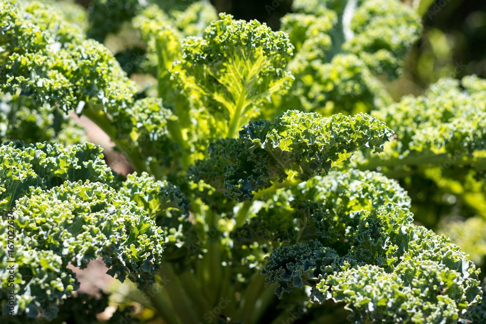 Fresh green kale growing in the garden Fresh green kale growing in the garden