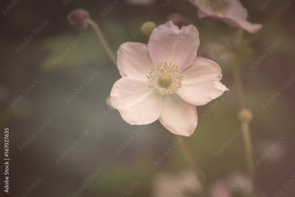 Herbst-Anemonen, Blumen, Blüten in rosa, Nahaufnahme Herbst-Anemonen, Blumen, Blüten in rosa, Nahaufnahme