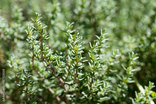 Fototapeta Fresh thyme growing in the garden, selective focus