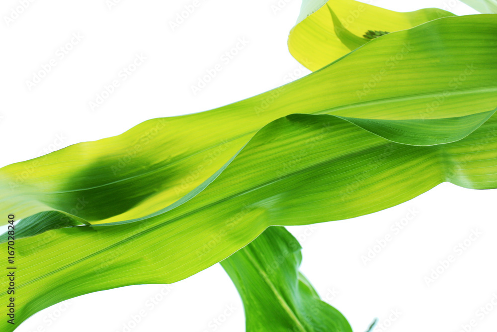 leaf background