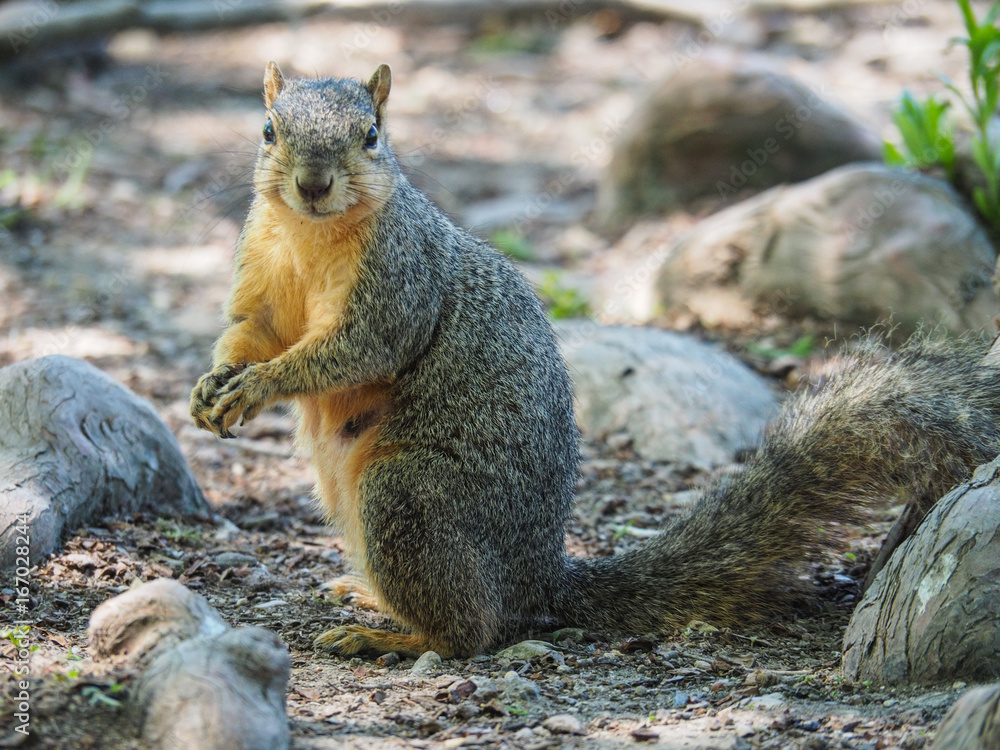 Squirrel closeup at White Rock Lake Park Squirrel closeup at White Rock Lake Park