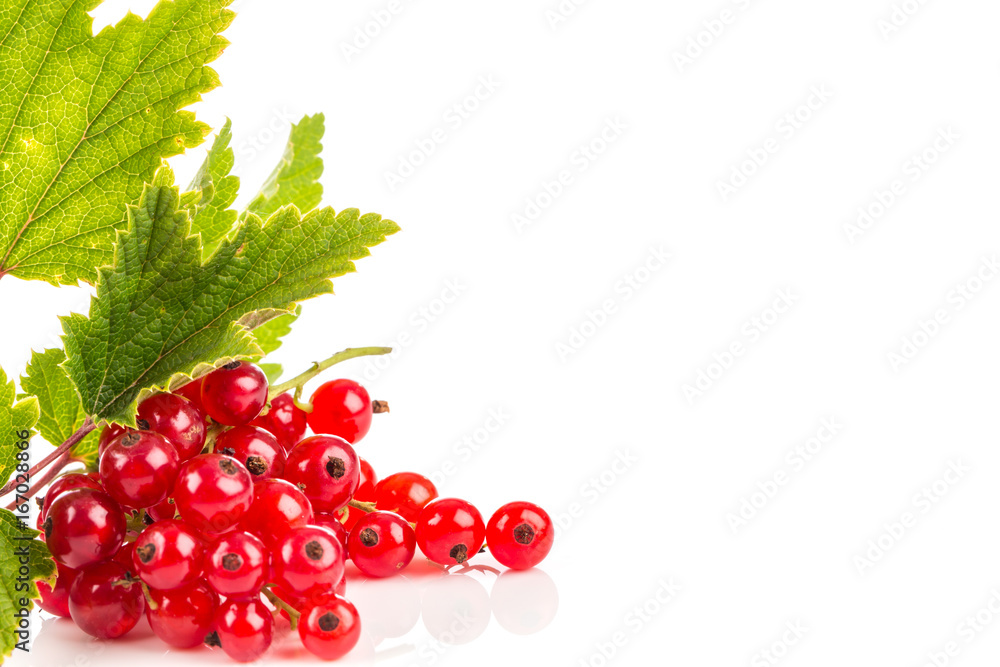 Red currant isolated Red currant isolated