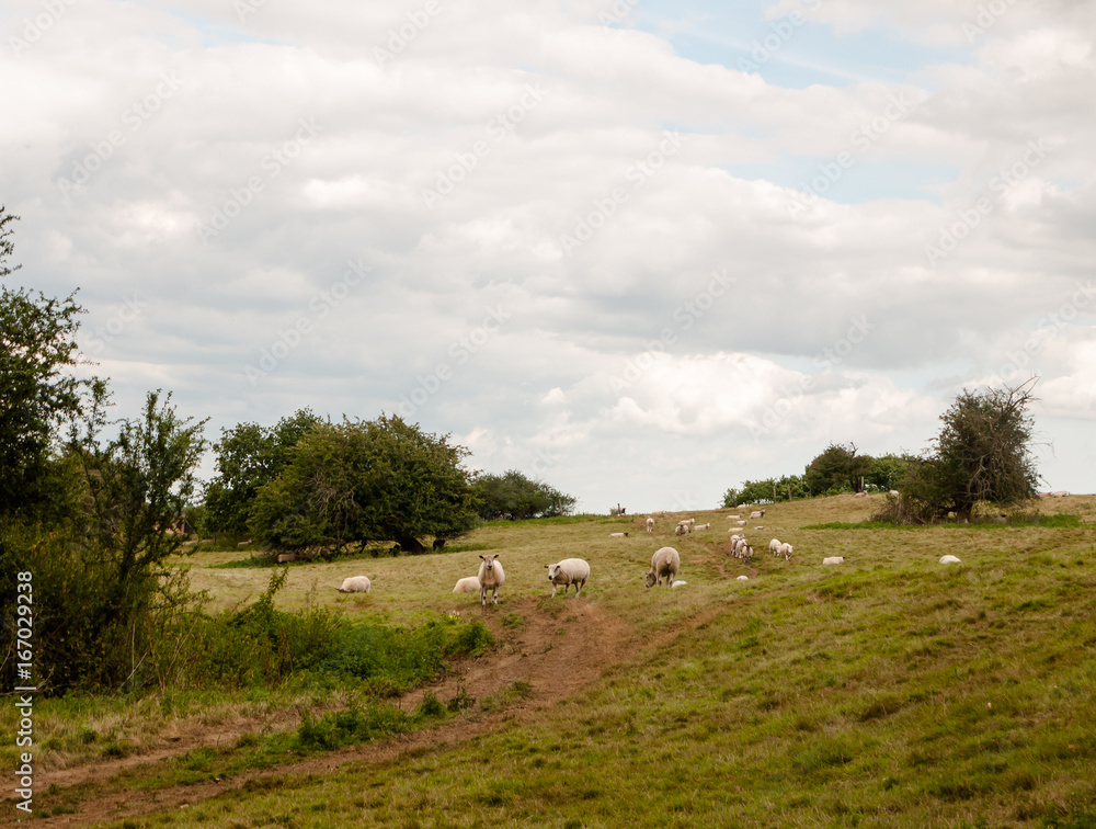 sheep in a uk meadow grassland hill outside farming